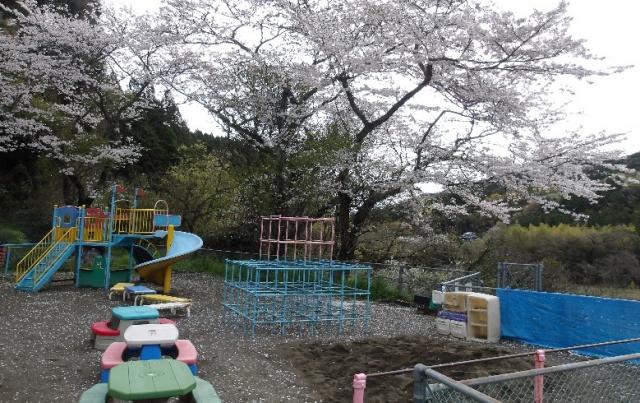 写真：園庭は桜の花のじゅうたん	